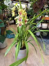 Kép betöltése a galériamegjelenítőbe: Cymbidium - Csónakorchidea 17cm, sárga