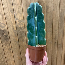 Kép betöltése a galériamegjelenítőbe: Cereus jamacaru - Cuddly Cactus - Tropical Home