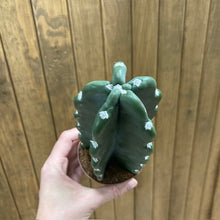 Kép betöltése a galériamegjelenítőbe: Cereus jamacaru - Cuddly Cactus - Tropical Home