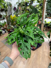 Kép betöltése a galériamegjelenítőbe: Monstera adansonii 9cm- Monstera "Monkey leaf" - Swiss cheese vine