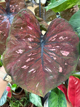 Kép betöltése a galériamegjelenítőbe: Caladium 17cm