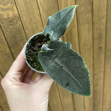 Kép betöltése a galériamegjelenítőbe: Alocasia "Antoro velvet" mini - Tropical Home