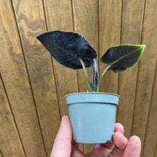 Kép betöltése a galériamegjelenítőbe: Alocasia "Antoro velvet" mini - Tropical Home