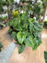 Kép betöltése a galériamegjelenítőbe: Philodendron mamei