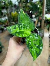 Kép betöltése a galériamegjelenítőbe: Aglaonema pictum tricolor 6cm - Rákvirág - Chinese Evergreen - Tropical Home