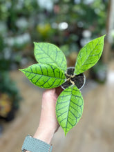 Kép betöltése a galériamegjelenítőbe: Hoya callistophylla 6cm - Tropical Home