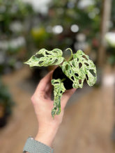 Kép betöltése a galériamegjelenítőbe: Monstera "Frozen freckles"