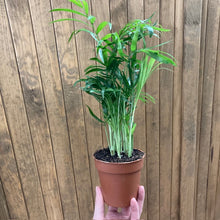 Kép betöltése a galériamegjelenítőbe: Chamaedorea elegans kicsi - Mexikói gyompálma - Parlor palm - Tropical Home