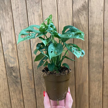 Kép betöltése a galériamegjelenítőbe: Monstera adansonii kicsi - Monstera "Monkey leaf" - Swiss cheese vine - Tropical Home
