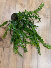 Kép betöltése a galériamegjelenítőbe: Epiphyllum anguliger - Karéjos kaktusz - Fishbone cactus