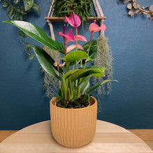 Kép betöltése a galériamegjelenítőbe: Anthurium andreanum "Zizou" - Tropical Home