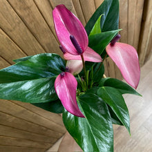Kép betöltése a galériamegjelenítőbe: Anthurium andreanum "Zizou" - Tropical Home