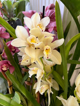 Kép betöltése a galériamegjelenítőbe: Cymbidium - Csónakorchidea - Több színben