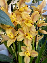 Kép betöltése a galériamegjelenítőbe: Cymbidium - Csónakorchidea - Több színben