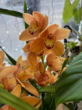 Kép betöltése a galériamegjelenítőbe: Cymbidium - Csónakorchidea - Több színben