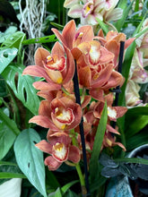 Kép betöltése a galériamegjelenítőbe: Cymbidium - Csónakorchidea - Több színben