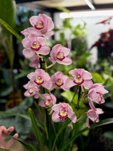 Kép betöltése a galériamegjelenítőbe: Cymbidium - Csónakorchidea - Több színben