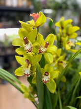 Kép betöltése a galériamegjelenítőbe: Cymbidium - Csónakorchidea - Több színben