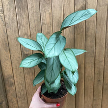 Kép betöltése a galériamegjelenítőbe: Ctenanthe setosa "Grey star" - Tropical Home