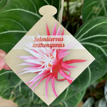 Kép betöltése a galériamegjelenítőbe: Selenicereus anthonyanus - Éj királynője kaktusz - Tropical Home