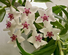 Kép betöltése a galériamegjelenítőbe: Hoya bella - Viaszvirág - Wax plant - Tropical Home