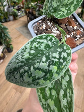 Kép betöltése a galériamegjelenítőbe: Scindapsus pictus "Tricolor silver"
