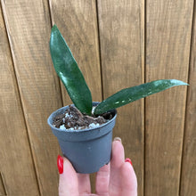 Kép betöltése a galériamegjelenítőbe: Hoya minibelle - Tropical Home