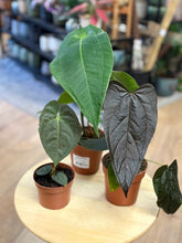 Kép betöltése a galériamegjelenítőbe: Last Day Flash Sale - 1. csomag -35% kedvezmény