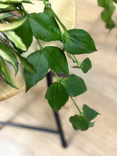 Kép betöltése a galériamegjelenítőbe: Last Day Flash Sale - 2. csomag -35% kedvezmény