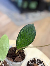 Kép betöltése a galériamegjelenítőbe: Last Day Flash Sale - 3. csomag -35% kedvezmény