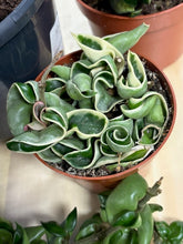 Kép betöltése a galériamegjelenítőbe: Last Day Flash Sale - 4. csomag -35% kedvezmény