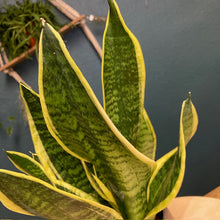 Kép betöltése a galériamegjelenítőbe: Sansevieria trif. "Futura superba" - Anyósnyelv - Tropical Home