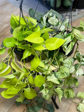 Kép betöltése a galériamegjelenítőbe: Last Day Flash Sale - 5. csomag -35% kedvezmény