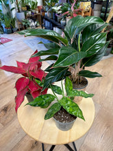 Kép betöltése a galériamegjelenítőbe: Last Day Flash Sale - 6. csomag -25% kedvezmény