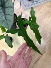 Kép betöltése a galériamegjelenítőbe: Last Day Flash Sale - 8. csomag -25% kedvezmény