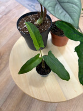 Kép betöltése a galériamegjelenítőbe: Last Day Flash Sale - 8. csomag -25% kedvezmény