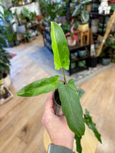 Kép betöltése a galériamegjelenítőbe: Last Day Flash Sale - 8. csomag -25% kedvezmény