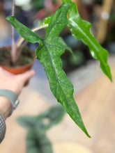 Kép betöltése a galériamegjelenítőbe: Last Day Flash Sale - 8. csomag -25% kedvezmény