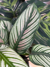 Kép betöltése a galériamegjelenítőbe: Last Day Flash Sale - 9. csomag -25% kedvezmény