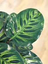 Kép betöltése a galériamegjelenítőbe: Last Day Flash Sale - 9. csomag -25% kedvezmény