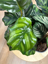 Kép betöltése a galériamegjelenítőbe: Last Day Flash Sale - 9. csomag -25% kedvezmény