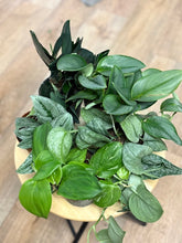 Kép betöltése a galériamegjelenítőbe: Last Day Flash Sale - 10. csomag -40% kedvezmény