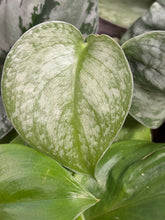 Kép betöltése a galériamegjelenítőbe: Last Day Flash Sale - 10. csomag -40% kedvezmény