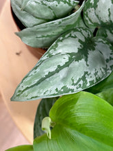 Kép betöltése a galériamegjelenítőbe: Last Day Flash Sale - 10. csomag -40% kedvezmény