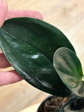 Kép betöltése a galériamegjelenítőbe: Last Day Flash Sale - 10. csomag -40% kedvezmény