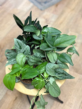 Kép betöltése a galériamegjelenítőbe: Last Day Flash Sale - 10. csomag -40% kedvezmény