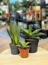 Kép betöltése a galériamegjelenítőbe: Last Day Flash Sale - 13. csomag -30% kedvezmény