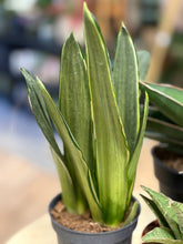 Kép betöltése a galériamegjelenítőbe: Last Day Flash Sale - 13. csomag -30% kedvezmény