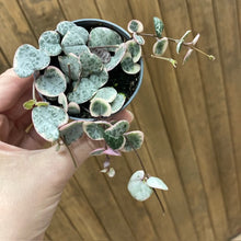 Kép betöltése a galériamegjelenítőbe: Ceropegia woodii variegata - Ámpolna gyertyavirág - String of hearts - Tropical Home