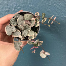 Kép betöltése a galériamegjelenítőbe: Ceropegia woodii variegata - Ámpolna gyertyavirág - String of hearts - Tropical Home